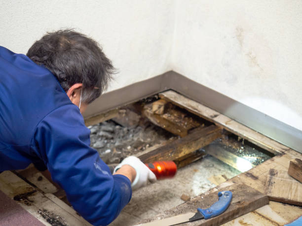Mold Removal and Inspection in Groves, TX