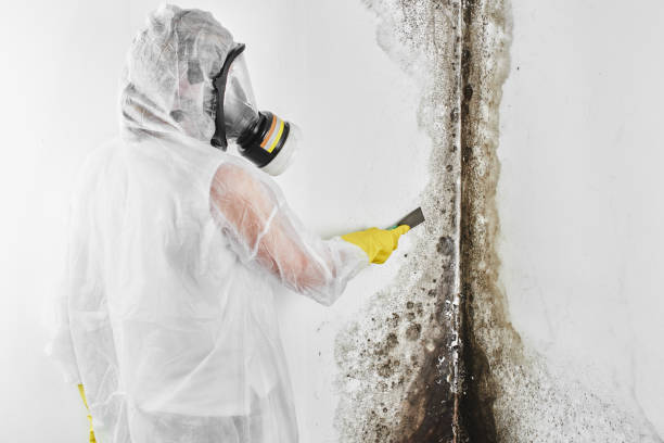 Crawl Space Mold Removal in Groves, TX