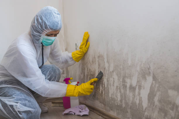 Best Black Mold Removal  in Groves, TX