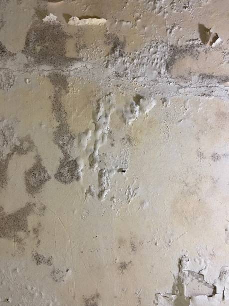 Best Professional Mold Removal  in Groves, TX