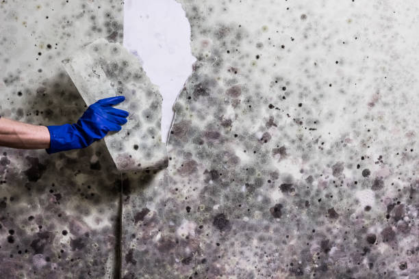Best Crawl Space Mold Removal  in Groves, TX