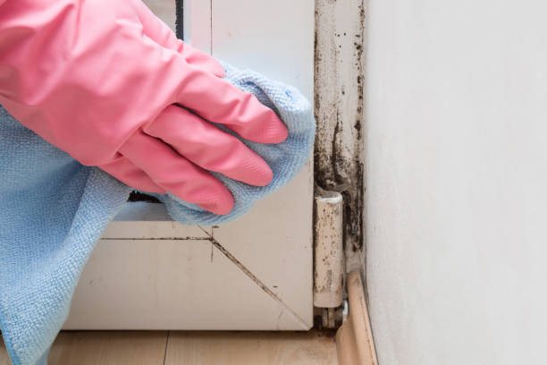 Best Certified Mold Removal  in Groves, TX