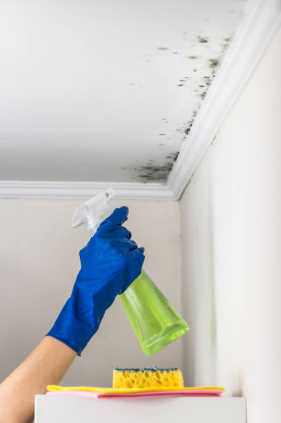 Best Fast Mold Removal  in Groves, TX