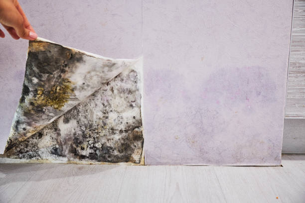 Best Toxic Mold Removal  in Groves, TX